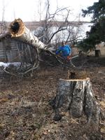 Knowing a good tree, from the inside and out