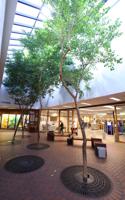 Public prioritizes trees for library lobby makeover