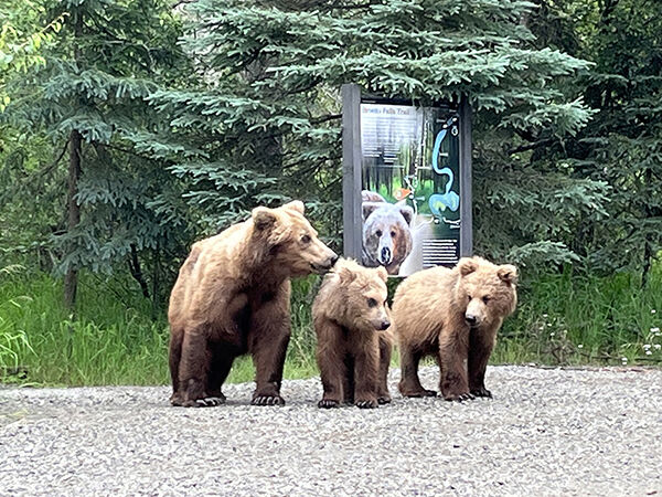 Three bears