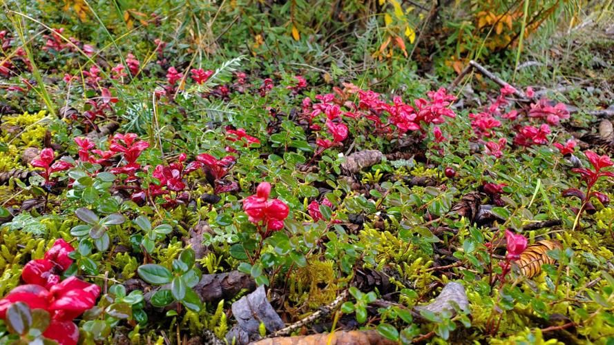 Autumn on the Dalton