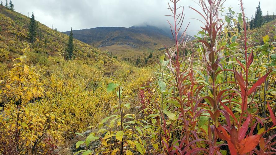 Autumn on the Dalton