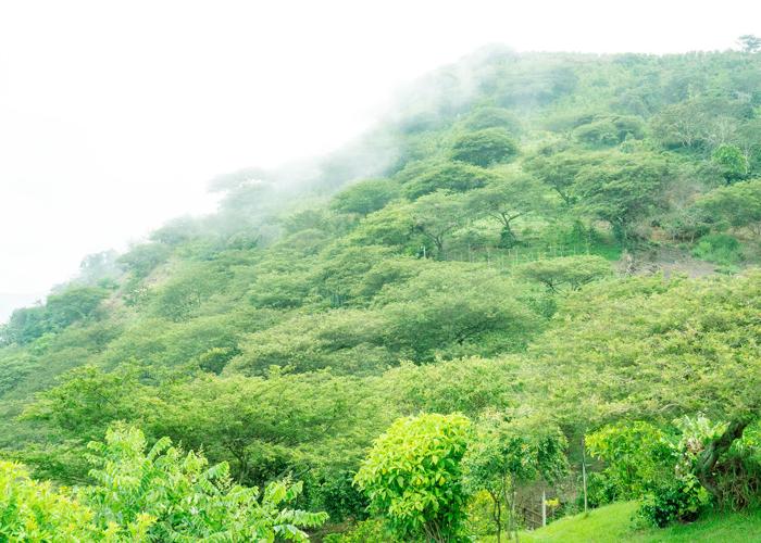 Coffee trees