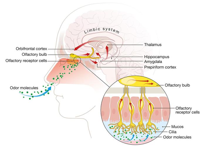 Olfactory sense, sense of smell, detailed illustration of the olfactory region, labeled, medically illustration