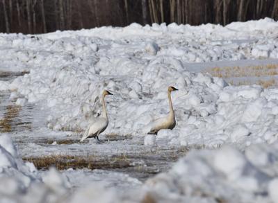 Trumpeter swans