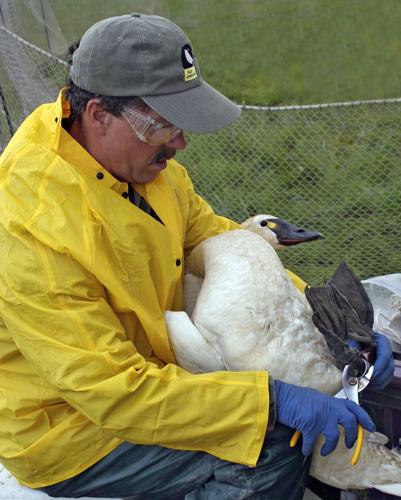 Swan banding